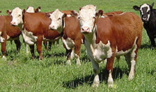 Acquisition of Estero S.A. is good news for South American farmers